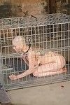 Captive princess kumi swine is roofed in treacle and feathers